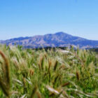 Axiom Ag Foliage & Forage Crops