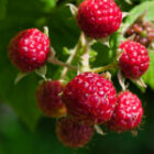 Strawberries & Bush Berries