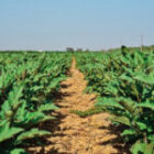 Vegetables & Row Crops